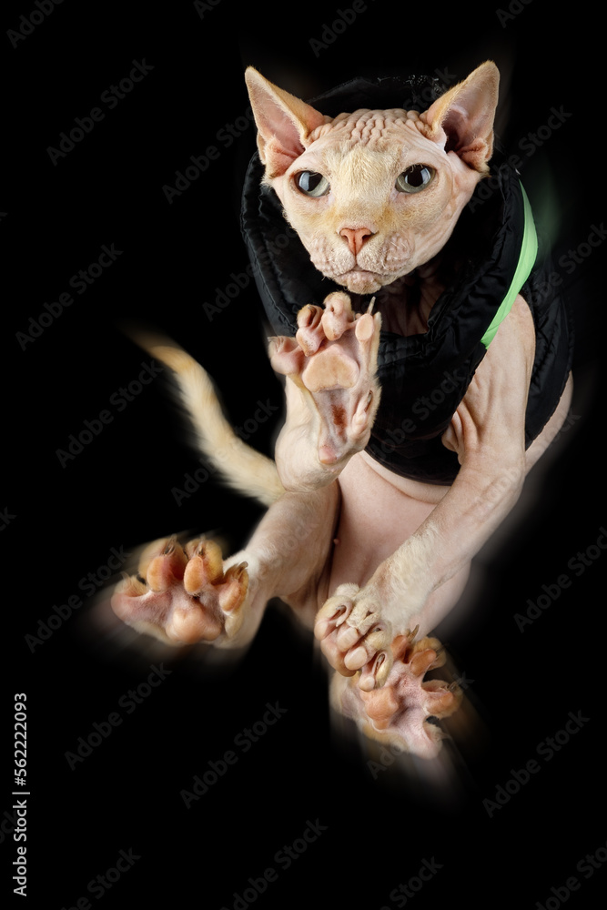 A pink hairless cat in a jump shot against a black background from below