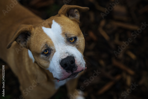 2023-01-16 A TAN AND WHITE PITBULL MIX LOOOKING STRAIGHT UP WITH BEAUTIFUL EYS AND A DARK BACKGROUND