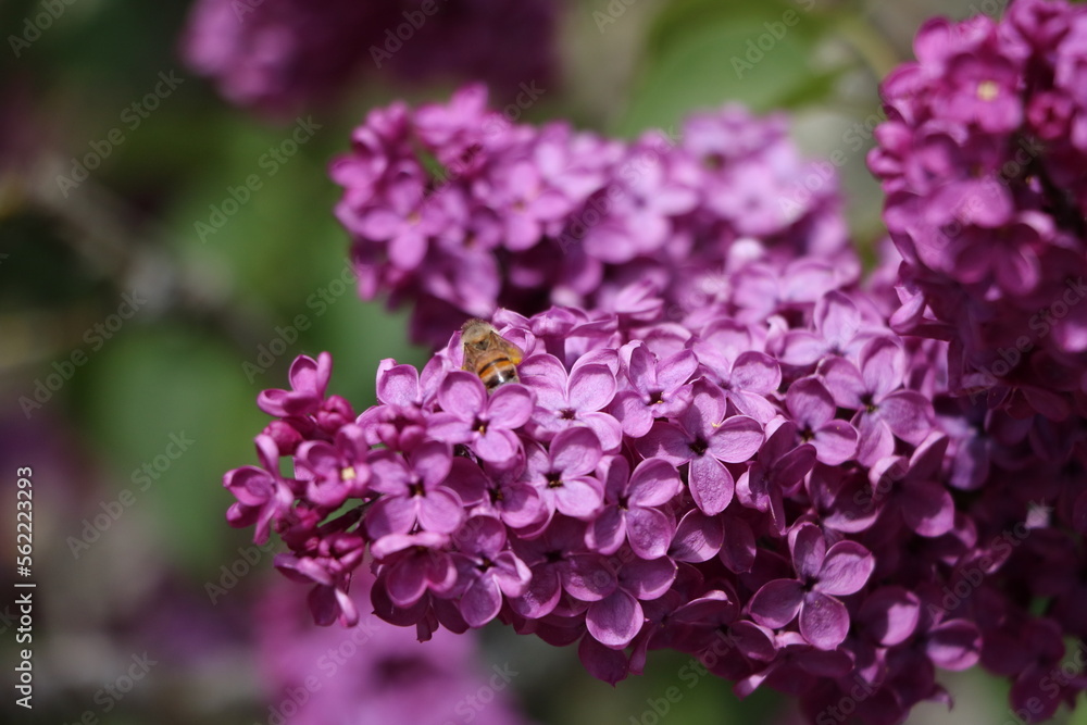 Purple blooming lilac branch and a bee, Sweden Purple blooming lilac branch and a bee, Sweden