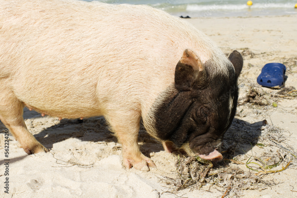 Pigs on the beach in the state of Yucatan known as pig beach in