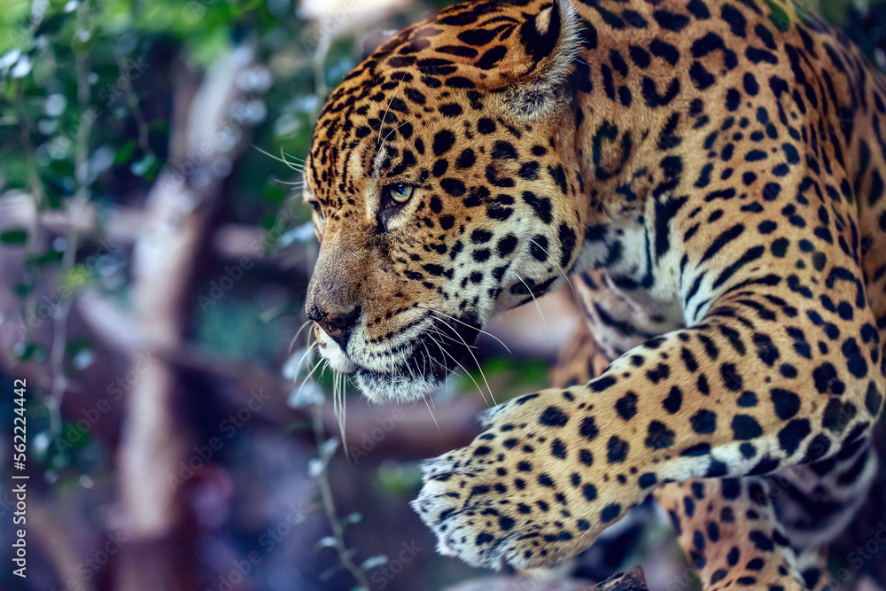 Beautiful leopard close-up portrait, Panthera pardus, over green background Beautiful leopard close-up portrait, Panthera pardus, over green background