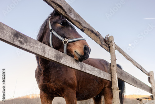 Close-up of a beautiful brown horse standing next to a wooden fence. © stivog