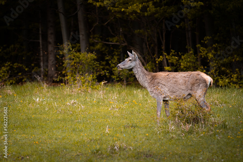 Female Red deer  cervus elaphus in the morning in the middle of meadow   useful for aarticles and hunting papers