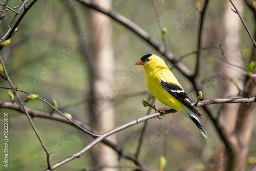 American goldfinch bird perched on branch. Identification.