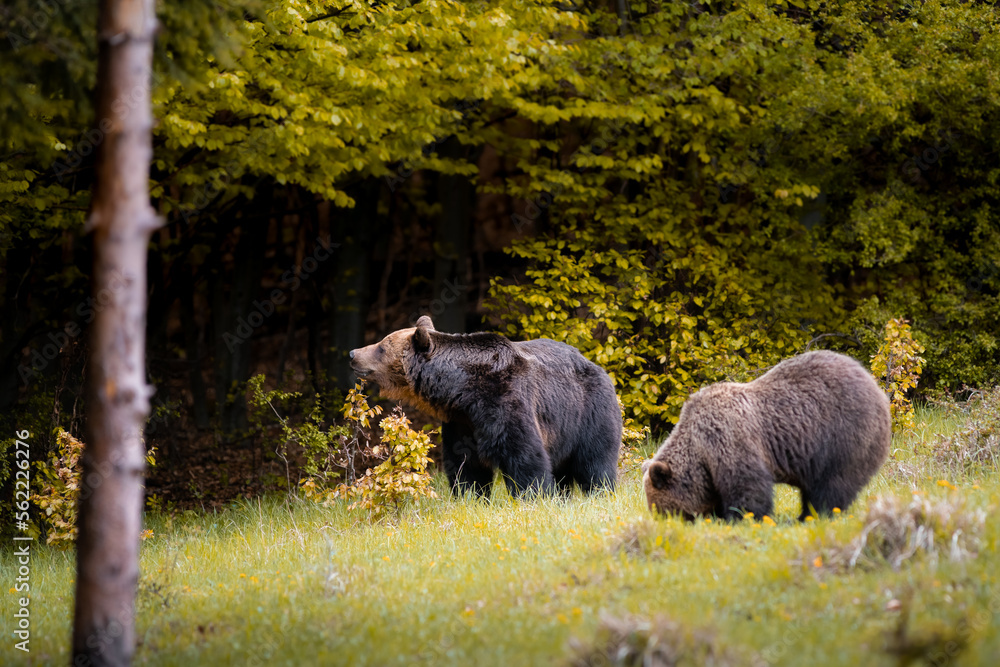 Male and female brown bears ( ursus arctos ) during rut in autumn colorful nature near forest.Wild Slovakia,useful for magazines Male and female brown bears ( ursus arctos ) during rut in autumn colorful nature near forest.Wild Slovakia,useful for magazines