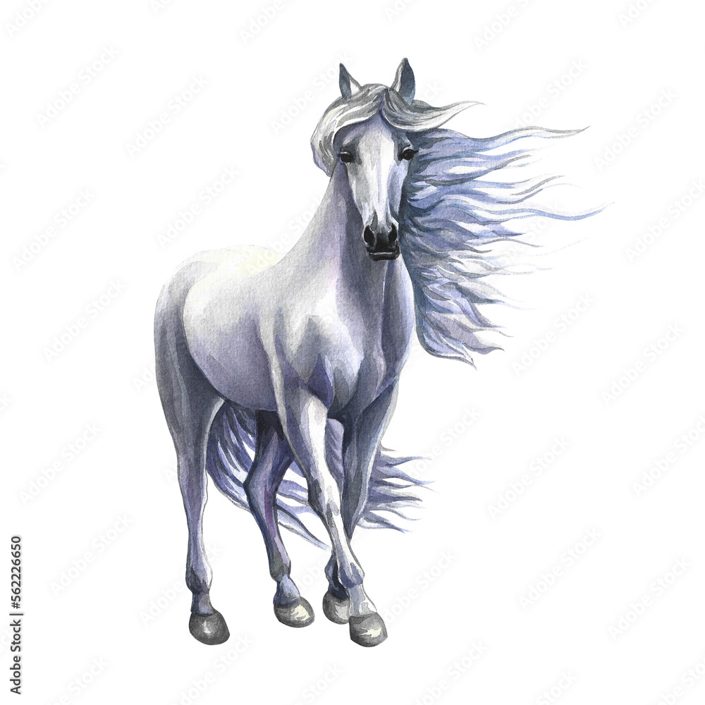 Standing white horse. Watercolor illustration hand drawn. isolate. For printing, stickers and labels.