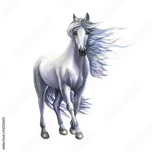 Standing white horse. Watercolor illustration hand drawn. isolate. For printing  stickers and labels.