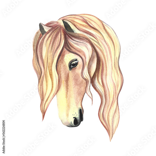 Horse portrait. Beautiful mare. Watercolor illustration. For printing  stickers and labels.