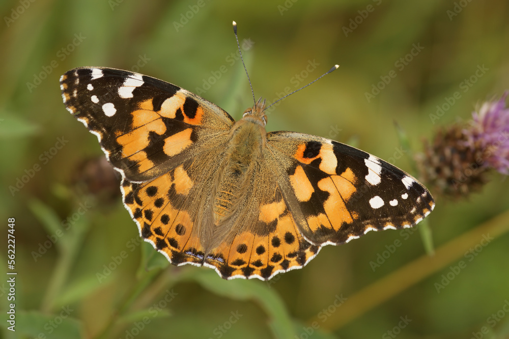 Closeup on a colorful and fresh emerged Painted lady butterfly, Vanessa cardui, sitting on top of the vegetation with spread wings Closeup on a colorful and fresh emerged Painted lady butterfly, Vanessa cardui, sitting on top of the vegetation with spread wings