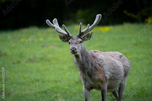 Wild red deer  cervus elaphus  with growing antler during rut in wild autumn nature  in rut time wildlife photography of animals in natural environment 