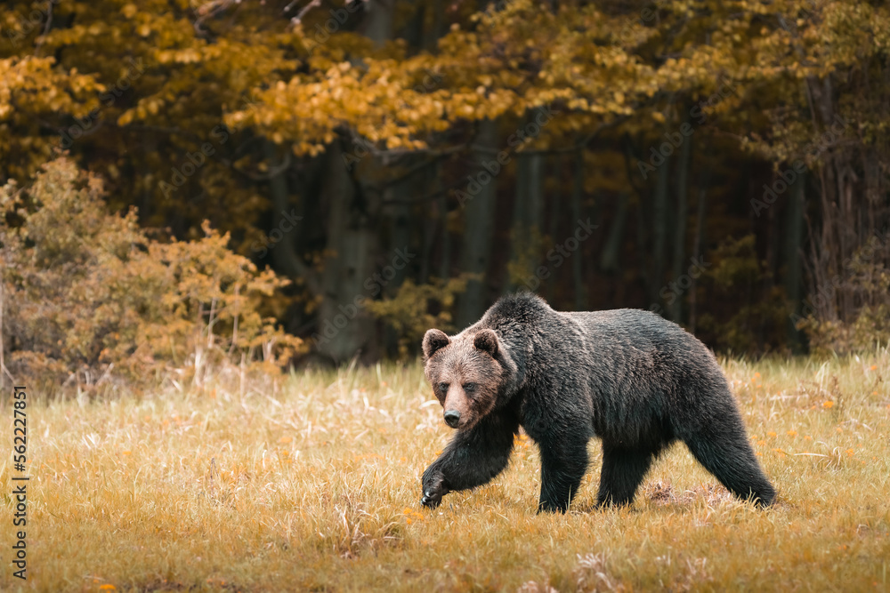 Brown bear very close in wild nature during rut,colorful nature near forest,wild Slovakia, useful for magazines and papers