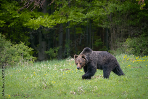 Brown bear very close in wild nature during rut colorful nature near forest wild Slovakia  useful for magazines and papers