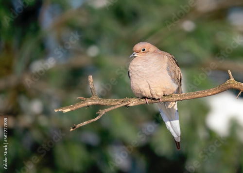 Mourning dove on a branch