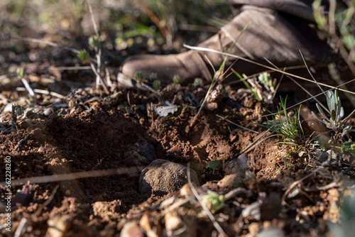 Unas trufas en un agujero. High quality photo © delgat