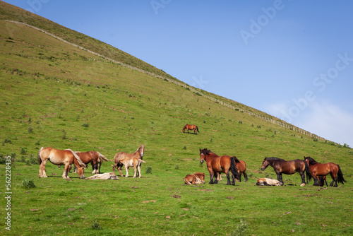 wild horses in the pyrenees