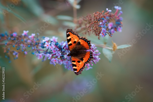 Canvas Print Beautiful peacock butterfly sitting on nice flower in the garden,beautiful backg