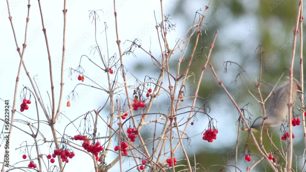 Bohemian waxwing in perched on a Guelder rose bush and leaving during a winter evening in Estonia, Northern Europe Bohemian waxwing in perched on a Guelder rose bush and leaving during a winter evening in Estonia, Northern Europe