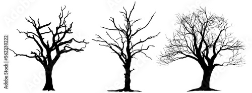 Large leafless hardwood trees are seen silhouetted on a white background in a isolated transparent illustration.