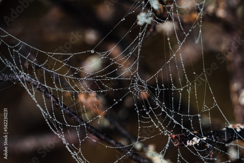 Spider web, plants and dew drops close-up. Abstract background
