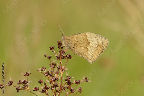 Tableau sur toile Closeup on a Meadow brown butterfly, Maniola jurtina , hiding in the grass in ht