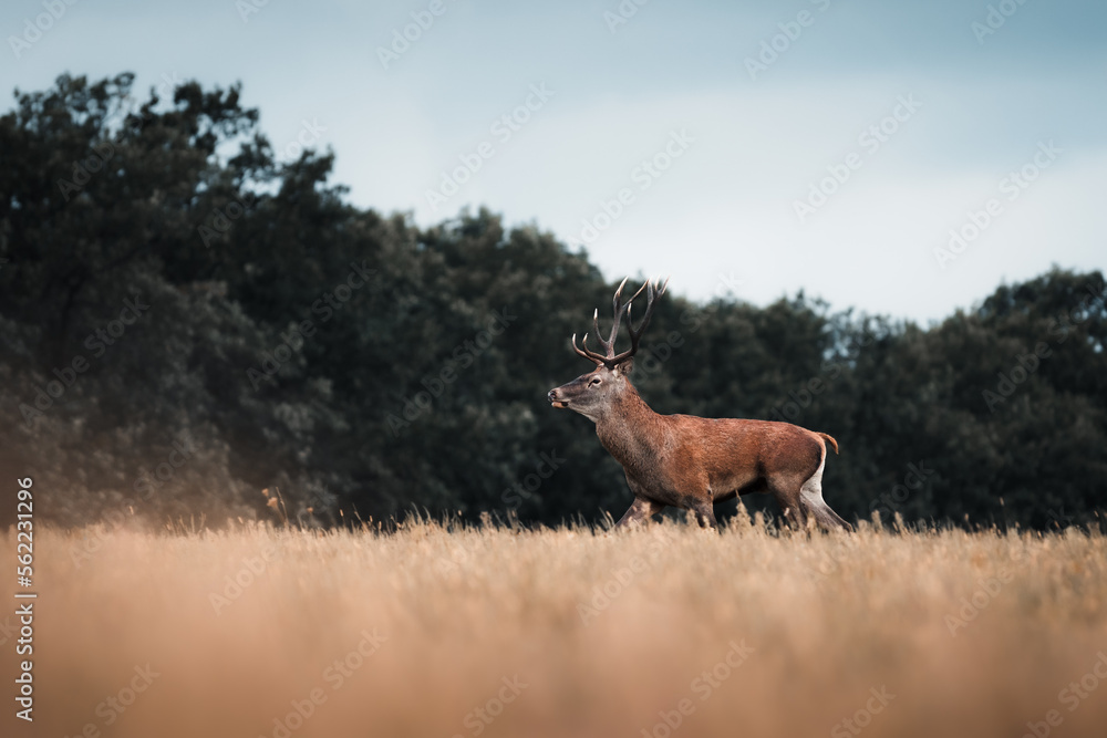 Wild red deer (cervus elaphus) during rut in wild autumn nature, morning fog on the meadow,wildlife photography of animals in natural environment,SlovakiaWild red deer (cervus elaphus) during rut Wild red deer (cervus elaphus) during rut in wild autumn nature, morning fog on the meadow,wildlife photography of animals in natural environment,SlovakiaWild red deer (cervus elaphus) during rut
