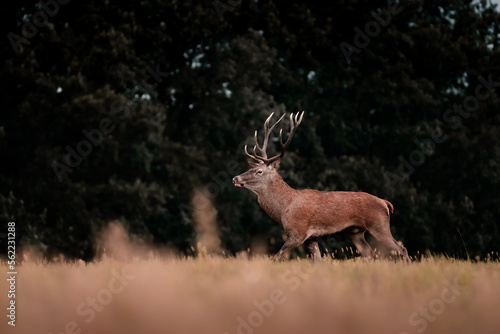 Wild red deer  cervus elaphus  during rut in wild autumn nature  morning fog on the meadow wildlife photography of animals in natural environment SlovakiaWild red deer  cervus elaphus  during rut 