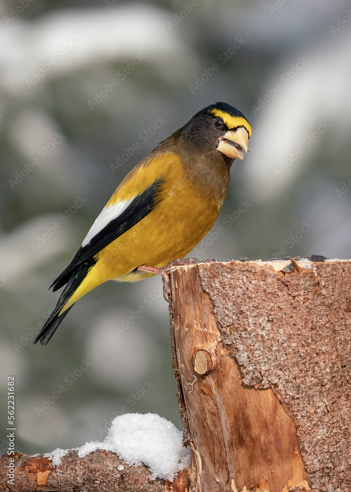 Fototapeta premium Evening grosbeak male bird is quietly perched on the branch of a tree feeding on some sunflower seeds on a cold and frisky winter day.