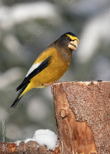 Evening grosbeak male bird is quietly perched on the branch of a tree feeding on some sunflower seeds on a cold and frisky winter day.