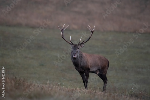 Wild red deer  cervus elaphus  during rut in wild autumn nature  morning fog on the meadow wildlife photography of animals in natural environment SlovakiaWild red deer  cervus elaphus  during rut in w