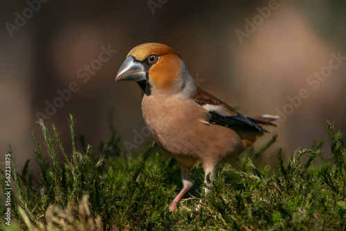  Beautiful male Hawfinch (Coccothraustes coccothraustes) in the forest of Noord-Brabant in the Netherlands. 