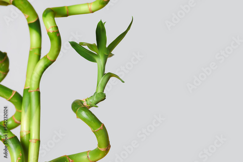 Bamboo stems on grey background, closeup