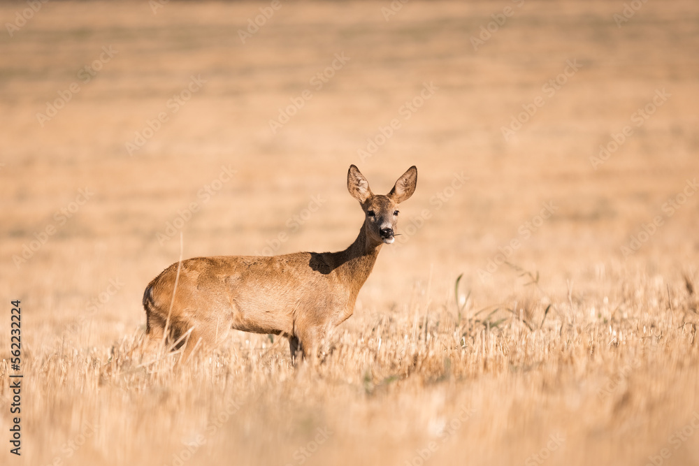 Fototapeta premium Roe deer, capreolus capreolus female during rut in warm sunny days in the grain,wild nature in Slovakia, useful for magazines,articles