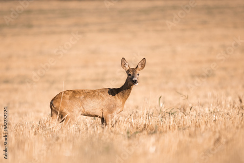 Roe deer  capreolus capreolus  female during rut in warm sunny days in the grain wild nature in Slovakia  useful for magazines articles