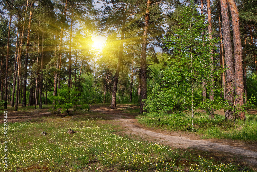 Beautiful landscape with pine forest and dirt road. Ecologically clean place with fresh air. Beautiful landscape with pine forest and dirt road. Ecologically clean place with fresh air.