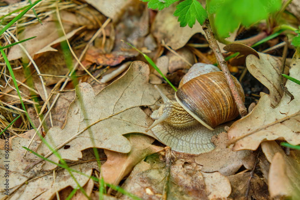 Roman snail, garden snail in the natural environment, wide macro, Helix pomatia Roman snail, garden snail in the natural environment, wide macro, Helix pomatia