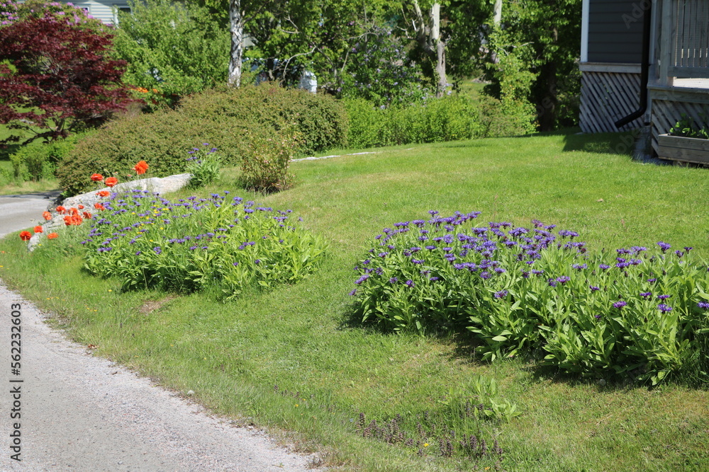 Obraz premium Poppies and cyanus montanus in spring in the garden, Sweden