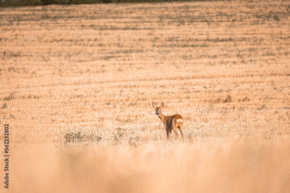 Roe deer, capreolus capreolus female during rut in warm sunny days in the grain,wild nature in Slovakia, useful for magazines,articles Roe deer, capreolus capreolus female during rut in warm sunny days in the grain,wild nature in Slovakia, useful for magazines,articles