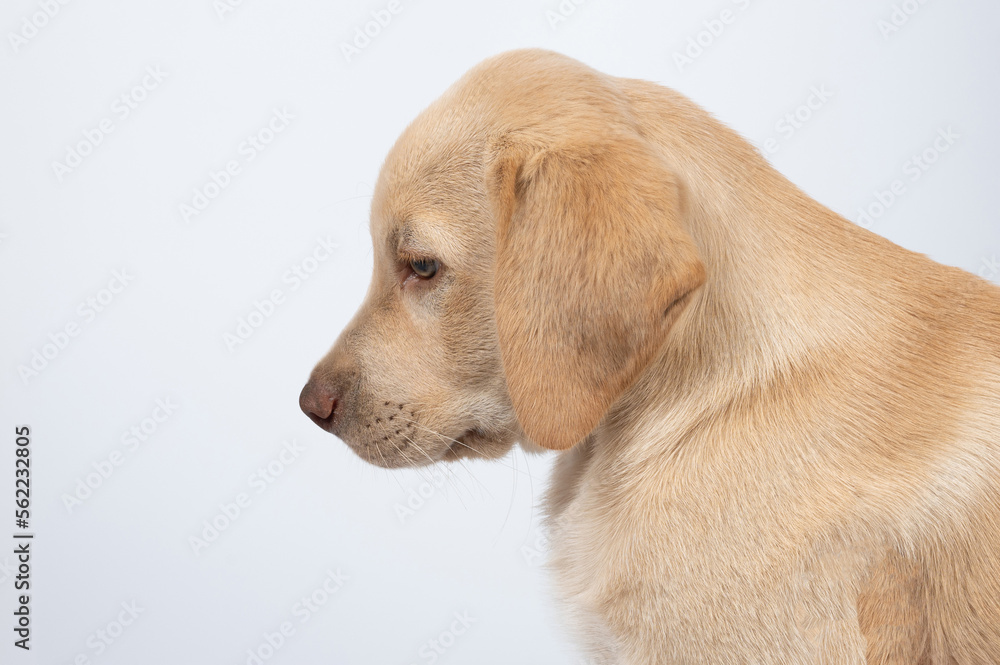 Side profile labrador dog portrait Side profile labrador dog portrait