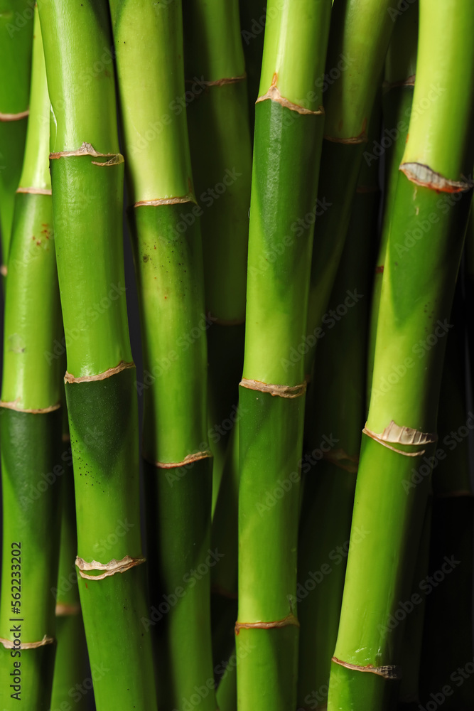 Fresh bamboo stems as background, closeup Fresh bamboo stems as background, closeup