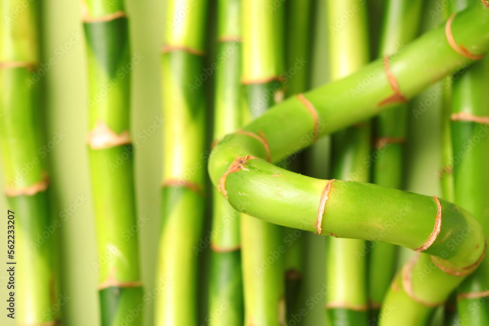 Fototapeta premium Green bamboo stems as background, closeup