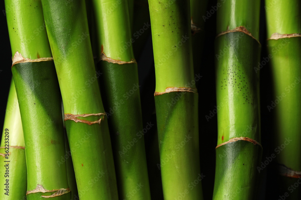 Fototapeta premium Fresh bamboo stems as background, closeup