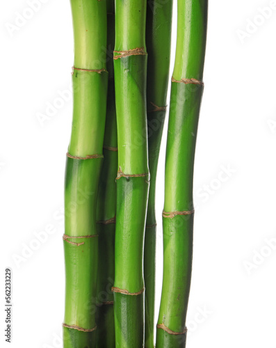 Fresh bamboo stems on white background, closeup