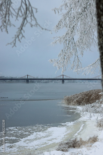 Frost covered trees in city