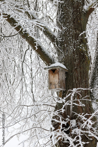 Frost covered trees in city