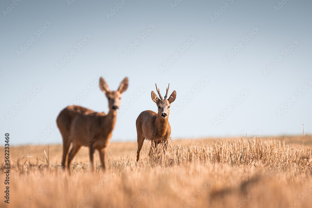 Roe deer, capreolus capreolus male and female during rut in warm sunny days in the grain,wild nature in Slovakia, useful for magazines,articles Roe deer, capreolus capreolus male and female during rut in warm sunny days in the grain,wild nature in Slovakia, useful for magazines,articles