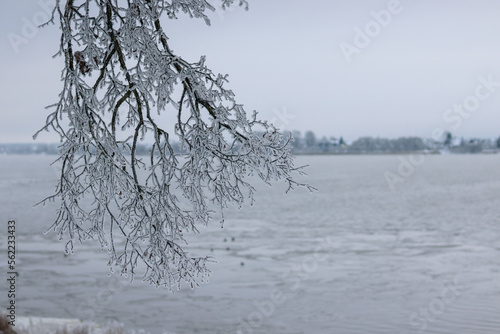 Frost covered trees in city
