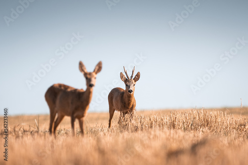 Roe deer  capreolus capreolus male and female during rut in warm sunny days in the grain wild nature in Slovakia  useful for magazines articles