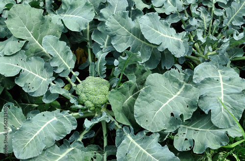 close-up of ripening cauliflower broccoli in the vegetable garden