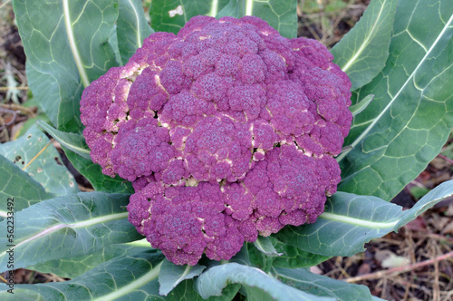  close-up of ripe violet  cauliflower in the vegetable garden