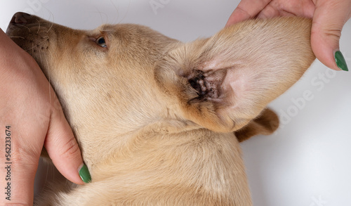 Checking dirty labrador puppy ear